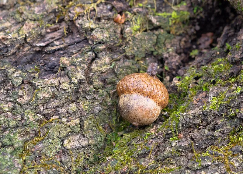 USDA Forest Service Grants Now Open